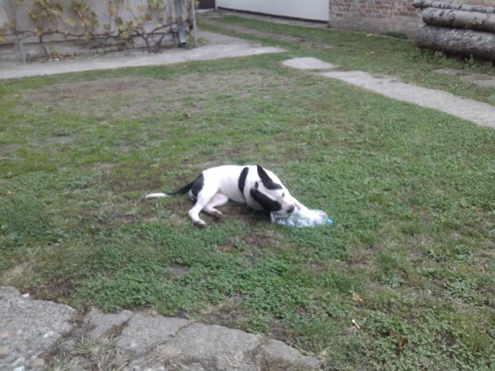 Dita