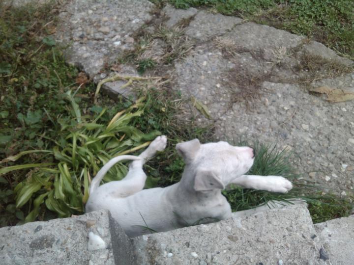 Doga Argentino - Shapa