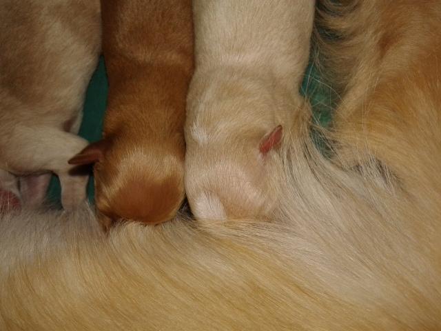 Lusi i Roki