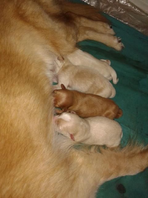 4 praseta :D
