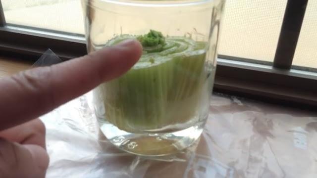 Kako da imate uvek svež celer